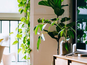 Plantas dentro de casa. Sim ou não?